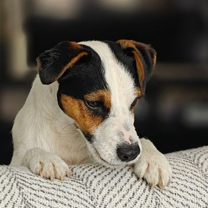 Dennis, Tracy’s Jack Russell, peeking over the sofa