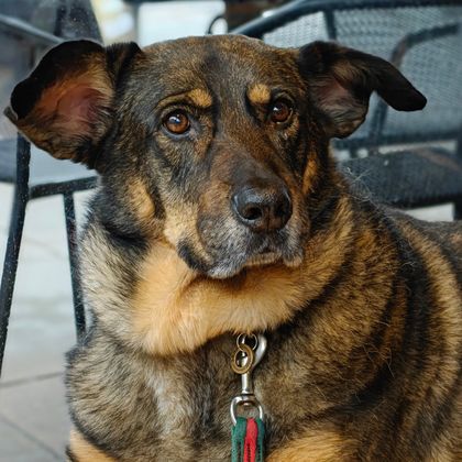 Jude, Tracy’s Romanian rescue dog